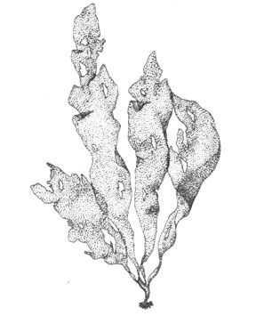 Филлогигас крупнолистный (Phyllogigas grandifolius), 2,5 м