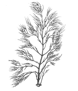 Десмарестия Мензиеса (Desmarestia menziesii), 35 см