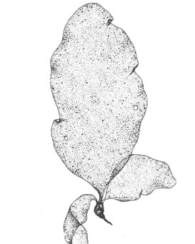 Иридея обратнояйцевидная (Iridaea obovata), 20 см