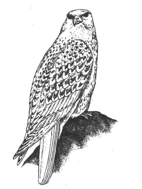 Кречет (Falco rusticollis), 56 см
