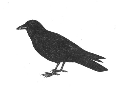 Ворон (Corvus orax), 60 см
