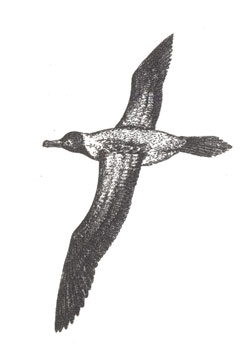 Дымчатый альбатрос (Phoebetria palpebrata), 86 см