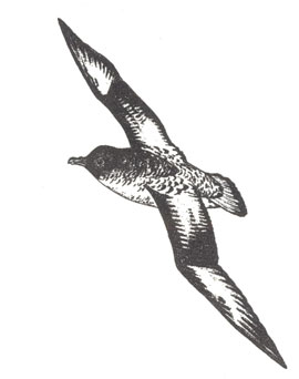 Капский голубок (Daption capensis), 41 см