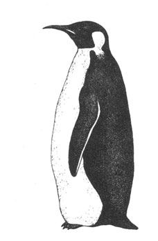 Императорский пингвин (Aptenodytes forsteri), 1,2 м