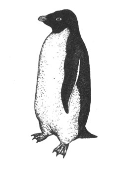 Пингвин Адели (Pygoscelis adeliae), 71 см