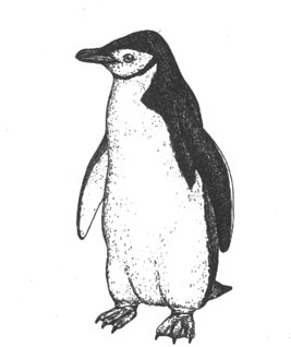 Антарктический пингвин (Pygoscelis antarctica), 76 см