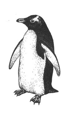 Субантарктический пингвин (Pygoscelis papua), 76 см