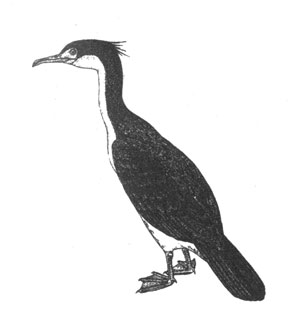 Синеглазый баклан (Phalacrocorax atriceps), 61 см