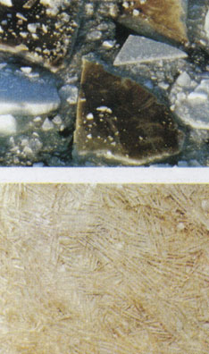 Диатомовые водоросли распространены во всех океанах мира, но чаще встречаются в холодных полярных морях. Они входят в состав фитопланктона полярных океанов, не имеющий себе равного по изобилию. Диатомеи состоят из клеток, заключенных в тончайший известковый панцирь. Они внедряются в морской лед с нижней стороны, окрашивая его в коричневый цвет (вверху). Заснятые крупным планом диатомеи налипли на ледяные кристаллы (внизу)