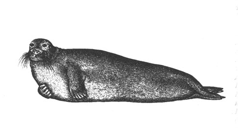 Морской заяц (Erignatus barbatus), 2,5 м