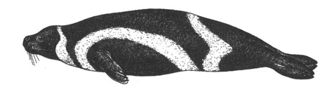 Тюлень-крылатка (Phoca fasciata), 2 м