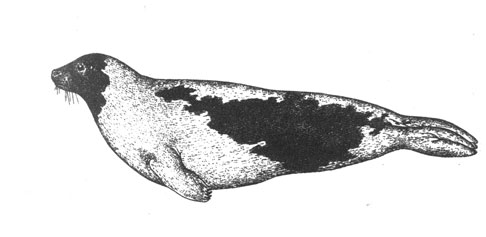 Тюлень-лысун (Phoca groenlandica), 2 м