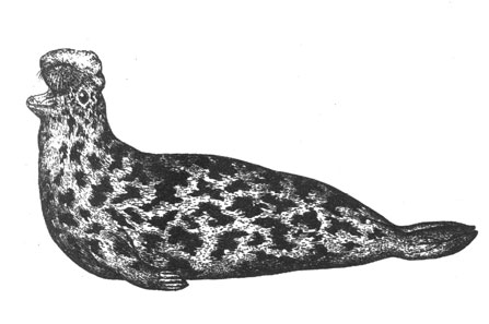 Тюлень-хохлач (Cystophora cristata), 2,5 м