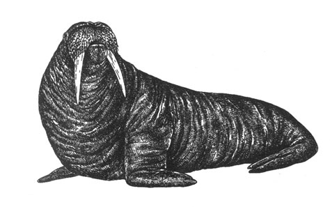Морж (Odobenus rosmarus), 4 м