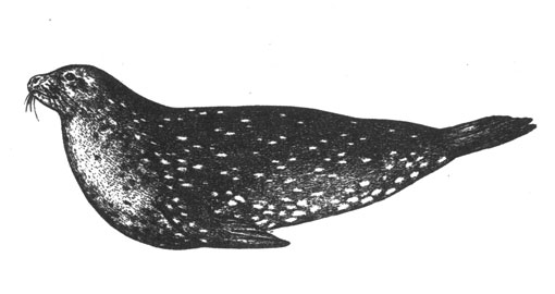 Тюлень Уэдделла (Leptonychotoes weddelli), 3 м