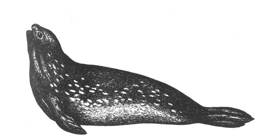 Тюлень Росса (Omnatophoca rossi), 2 м