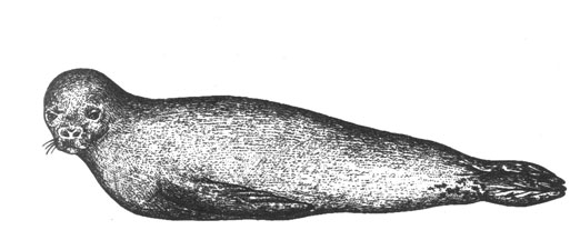 Тюлень-крабоед (Lobodon carcinophagm), 1,8 м