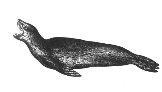 Морской леопард (Hydrurga leptonyx), 3,5 м