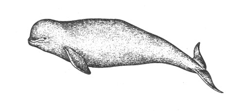 Белуха (Delphinapterm leucas), 5 м