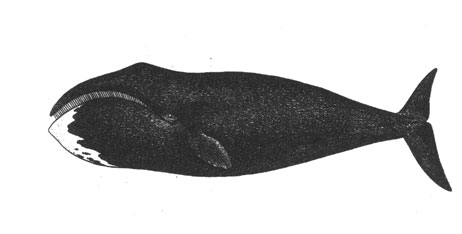 Гренландский кит (Balaena mysticetus), 18 м