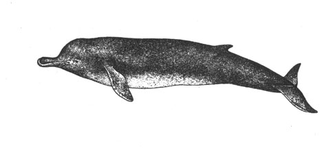 Бутылконос (Hyperoodon ampullatus), 12 м