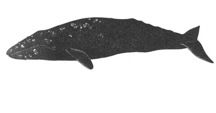 Серый кит (Eschrictius robustus), 15 м