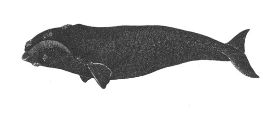 Южный кит (Eubalaena glacialis), 12-15 м