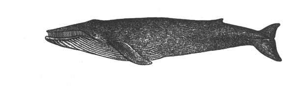 Синий кит (Balaenoptera musculus), 29 м