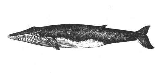 Сейвал (Balaenoptera borealis), 15-18 м