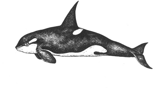 Косатка (Orcinus orca), 8 м