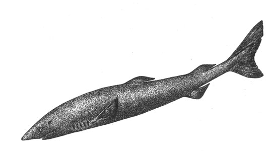 Полярная акула (Somniosus microcephalus), 6,5 м