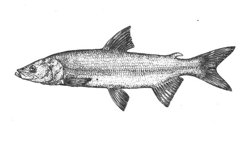 Нельма (Stenodus leucichthys), 150 см