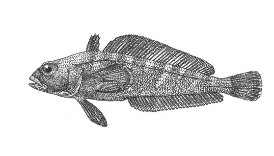 Трематом-пестряк (Trematomus bernacchii), 35 см