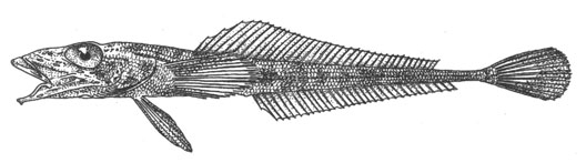 Глубоководный плосконос (Bathydraco marri), 40 см