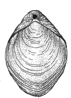 Плеченогое (Aerothyris joubini), 3 см