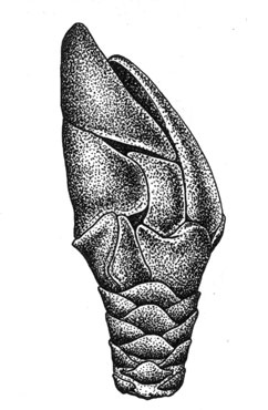 Усоногий рак (Arcoscalpellum gaussi), 8 мм
