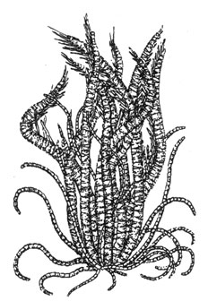 Морская лилия (Promachocrinus kerguelensis), 7см