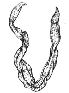 Немертина (Lineus corrugatus), 40 см