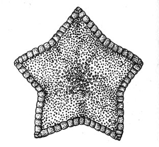 Морская звезда (Odontaster), 8 см в диаметре