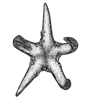 Морская звезда (Leptychaster kerguelensis), 15 см
