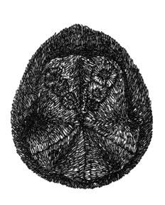 Морской еж (Abatus cordatus), 5 см