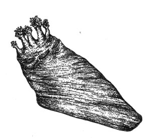 Голотурия (Psolus koehleri), 65 см