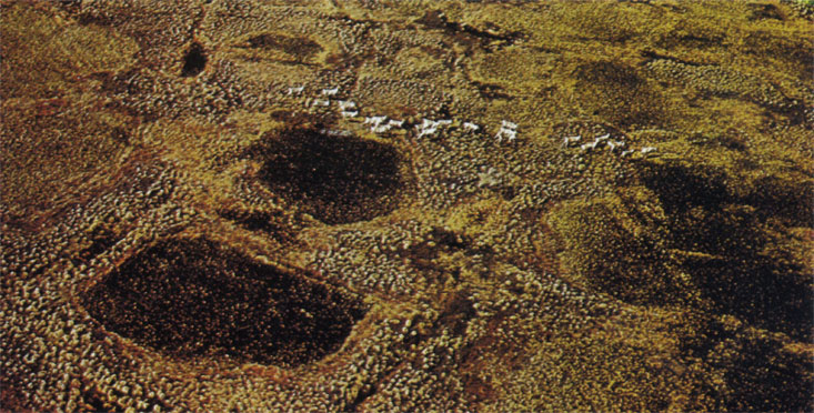 Стада карибу (Rangifer tarandus), кочующие в июне по полигональной тундре на Северном склоне Аляски
