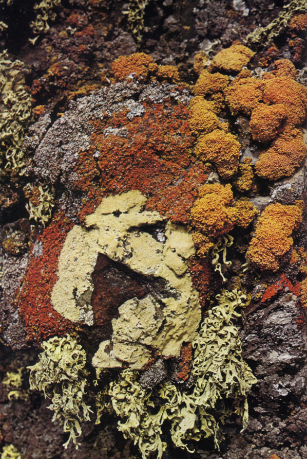 Лишайники (Ramalia и Xanlhoria), покрывающие скалы на острове Кинг-Джордж в Антарктике, растут там, где мало какие растения, способны выжить. Лишайник представляет собой не одно растение, а два, это сожительство водоросли и гриба. Грибной компонент лишайника необычайно прочными нитями прикрепляет лишайник к камню или почве и связывает воедино множество отдельных мельчайших водорослей