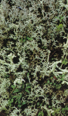 Огромные пространства арктической тундры устланы так называемым оленьим мхом (Cladonia rangifera). Этот лишайник (на что указывает его название) играет важную роль в питании оленей, которых в Северной Америке называют карибу