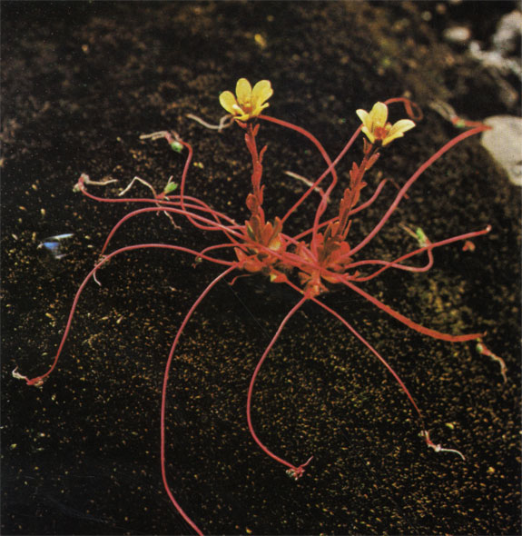 Паучник (Saxifraga flagellaris), растущий в арктической тундре, размножается, выбрасывая плети, через которые материнское растение кормит побеги. Как только побеги укореняются, плети отпадают