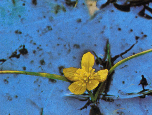 Арктическая калужница (Caltha palustris var. arctica) из семейства лютиковых цветет в естественной нефтяной скважине близ реки Сагаваниркток на Аляске. Она приспособилась к болотистым местностям в холодном климате