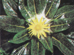 Крестовник (Senecio pseudoarnica) цветет в арктической тундре. В осенний и летний сезоны, весьма непродолжительные, тундровые растения цветут пышно, но недолго. Крестовники предпочитают открытую местность и обычно приживаются на таких почвах, где по-настоящему пышная растительность существовать не может, например в Арктике
