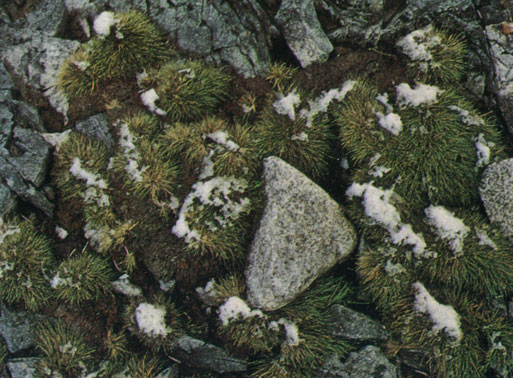Трава Deschampsia antarctica, растущая на Антарктическом полуострове прямо из расселины в скале, - один из двух видов встречающихся здесь цветковых растений. Оба вида больше нигде на материке не обнаружены: только на полуострове имеются подходящие условия для них, помимо лишайников и мхов