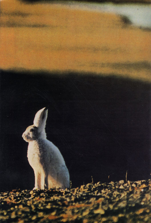 Белоснежная шкурка зайца-беляка (Lepus timidus) ярко выделяется на фоне летней растительности острова Батерст, расположенного на Крайнем Севере Канадской Арктики. Несколько южнее этот вид летом темнеет, но здесь на протяжении всего года остается белым